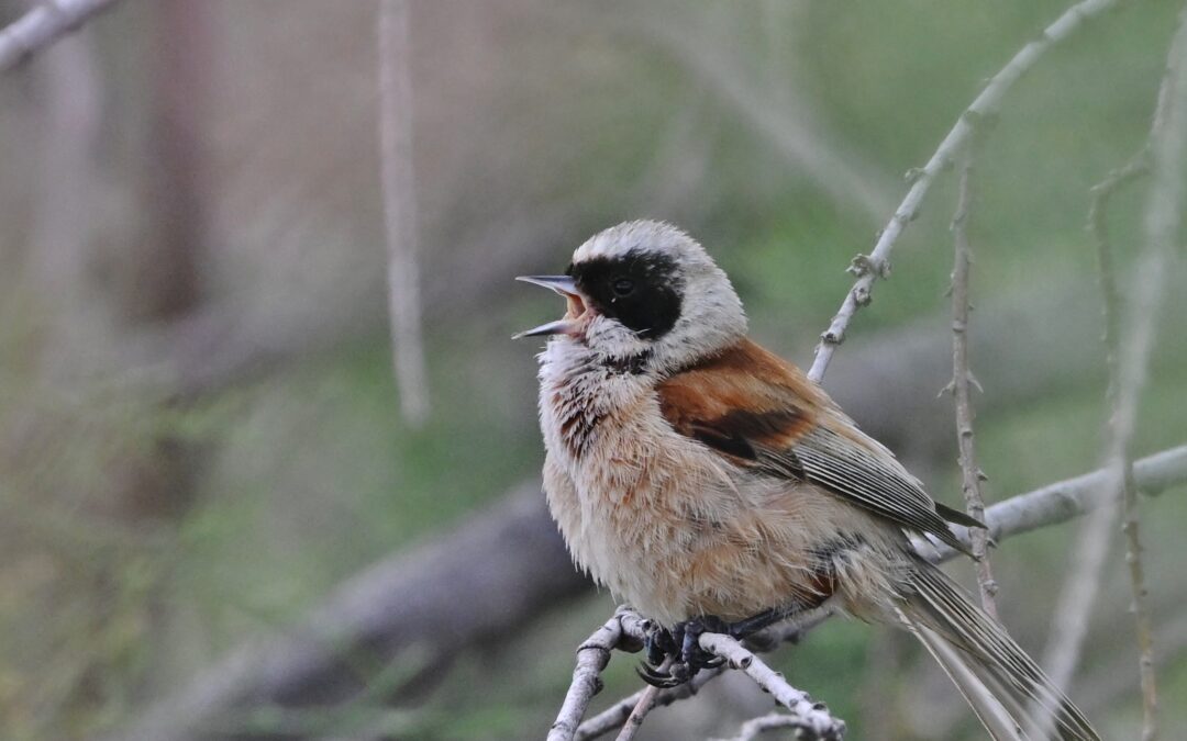 Pungmes | Eurasian Penduline Tit | Remiz pendulinus