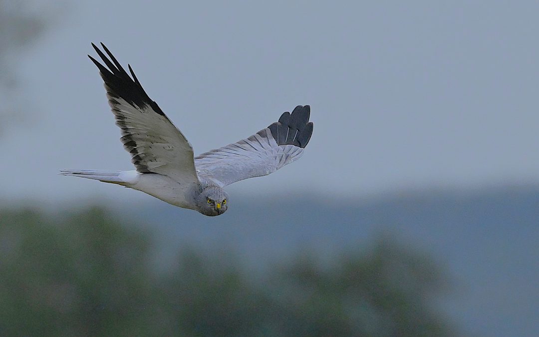 Blå kärrhök | Hen Harrier | Circus cyaneus