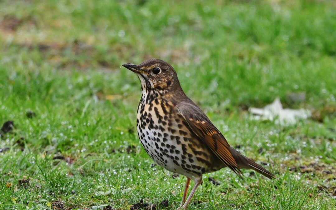 Taltrast | Song Trush | Turdus philomelos