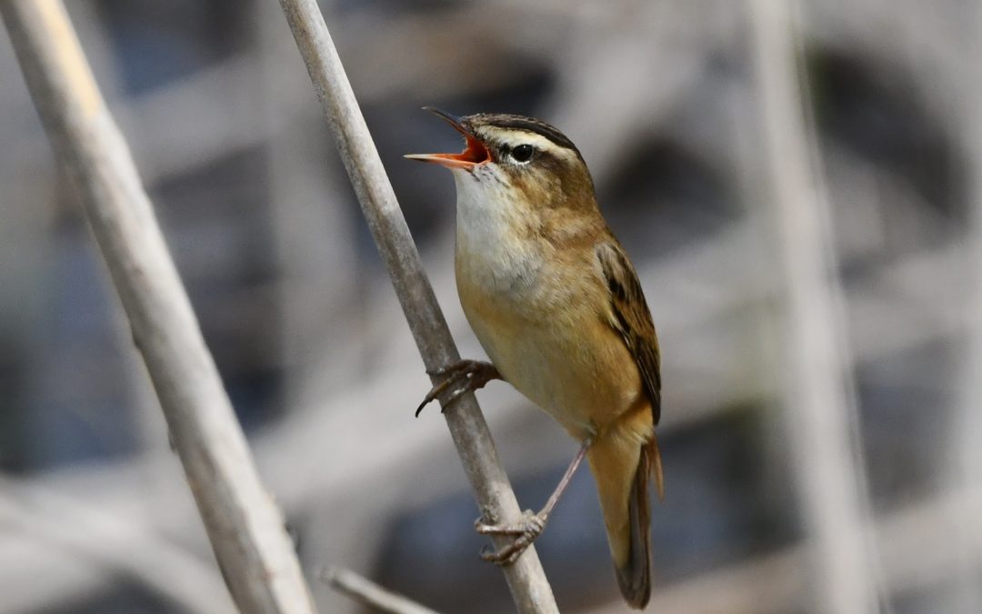 Sävsångare | Sedge Warbler | Acrocephalus schoenobaenus