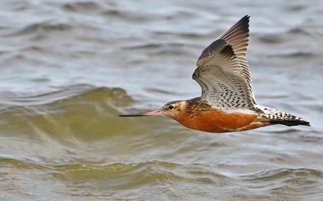 Myrspov | Bar-tailed Godwit | Limosa lapponica