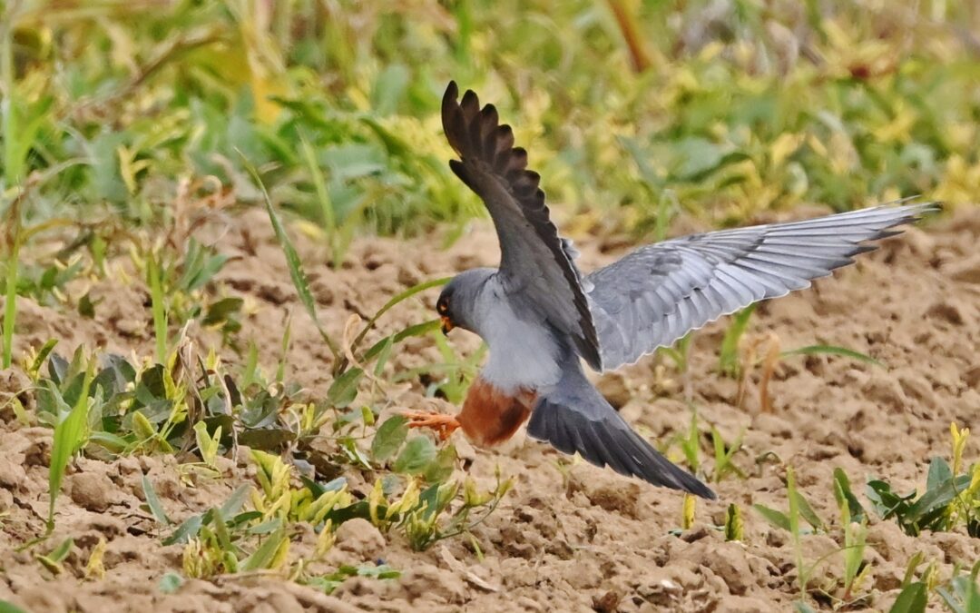 Aftonfalk | Red-footed Falcon | Falco vespertinus