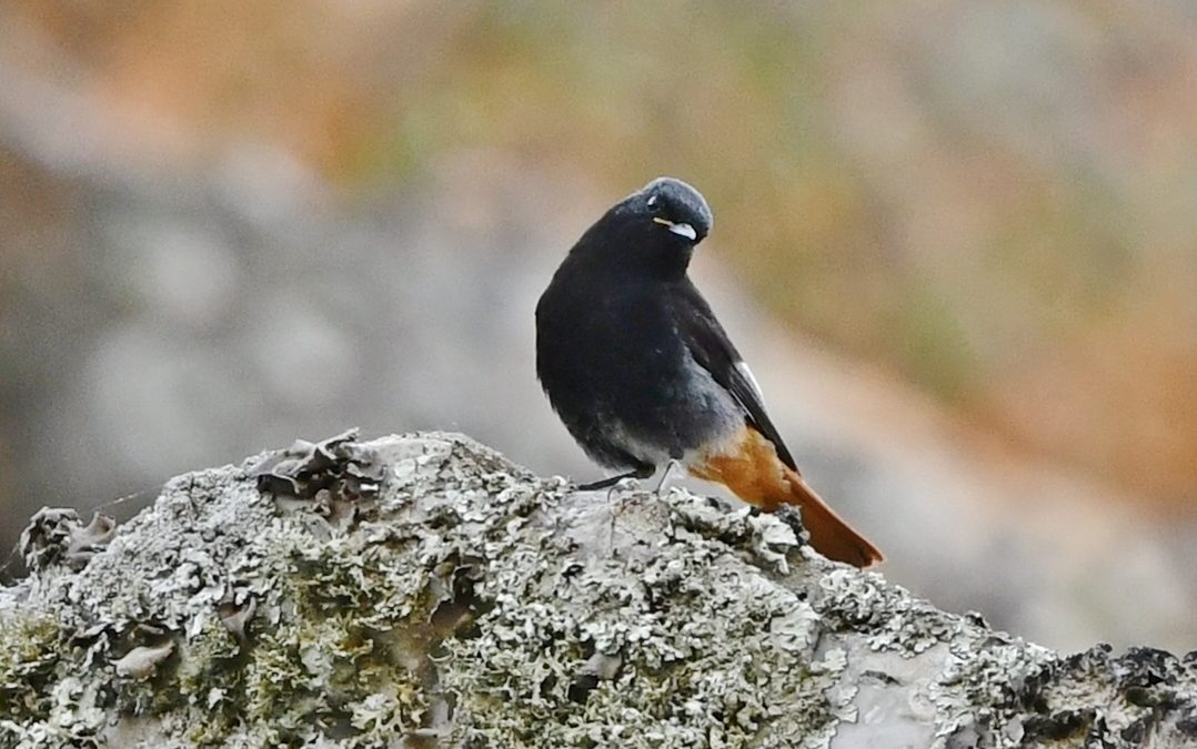 Svart rödstjärt | Black Redstart | Phoenicurus ochruros