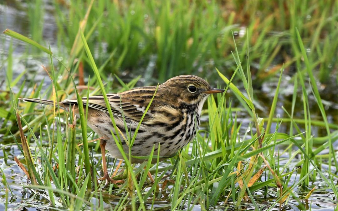 Ängspiplärka | Meadow Pipit | Anthus pratensis