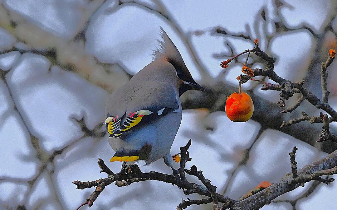Sidensvans | Bohemian Waxwing | Bombycilla garrulus