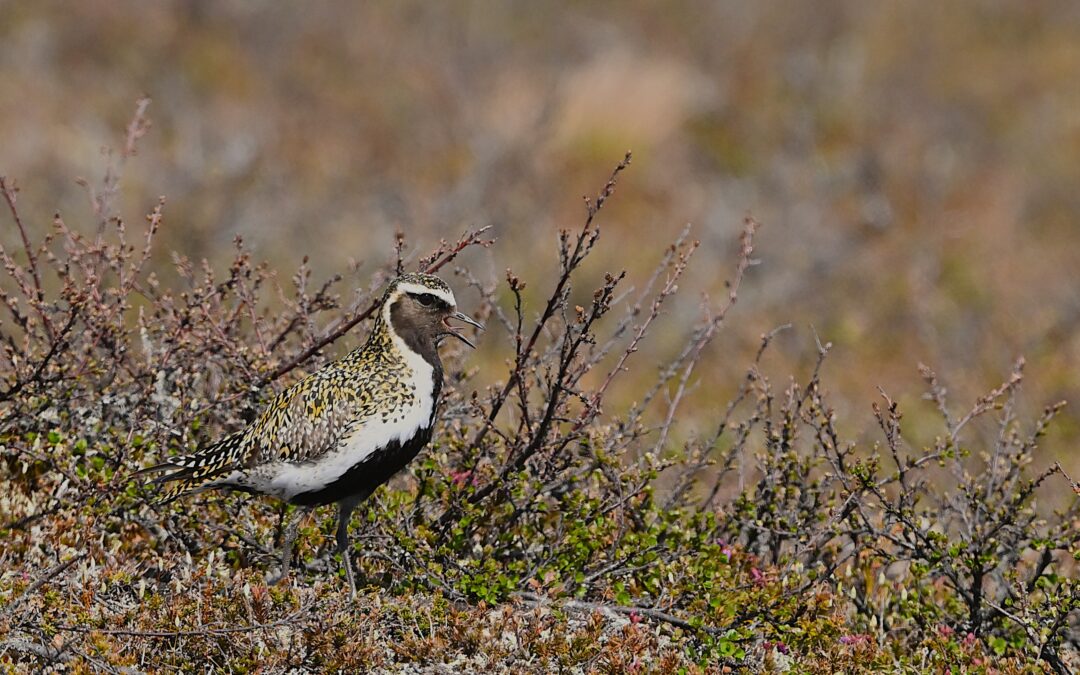 Ljungpipare | European Golden Plover | Pluvialis apricaria