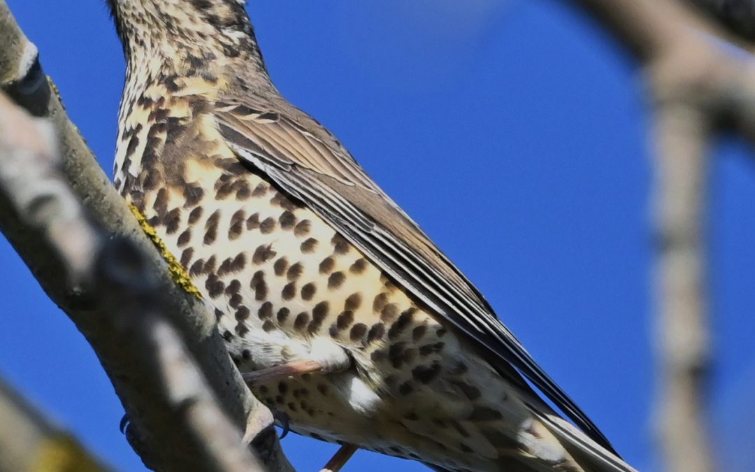 Dubbeltrast | Mistle Trush | Turdus viscivorus