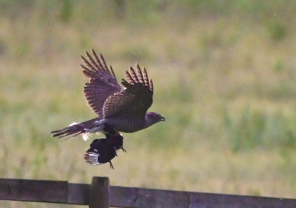 Duvhök | Northern Goshawk | Accipiter gentilis
