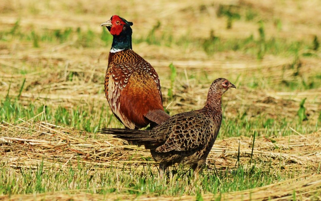 Fasan | Common Pheasant | Phasianus colchicus