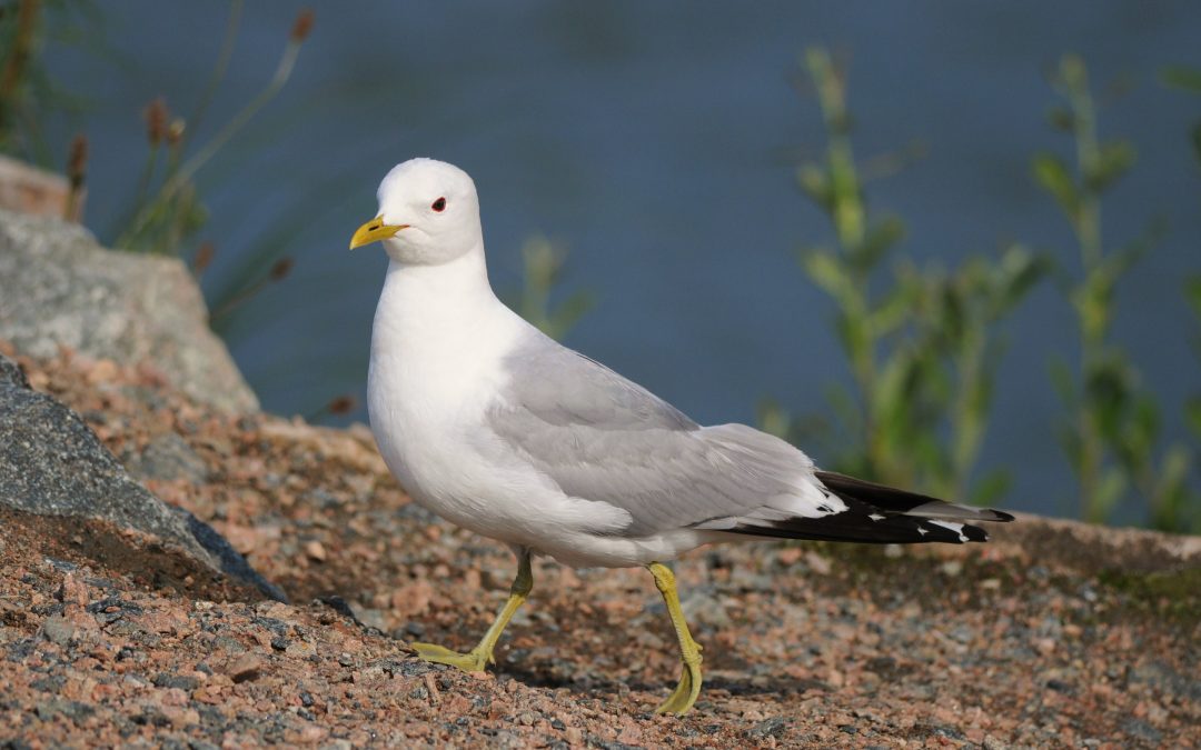 Fiskmås | Common Gull | Larus canus