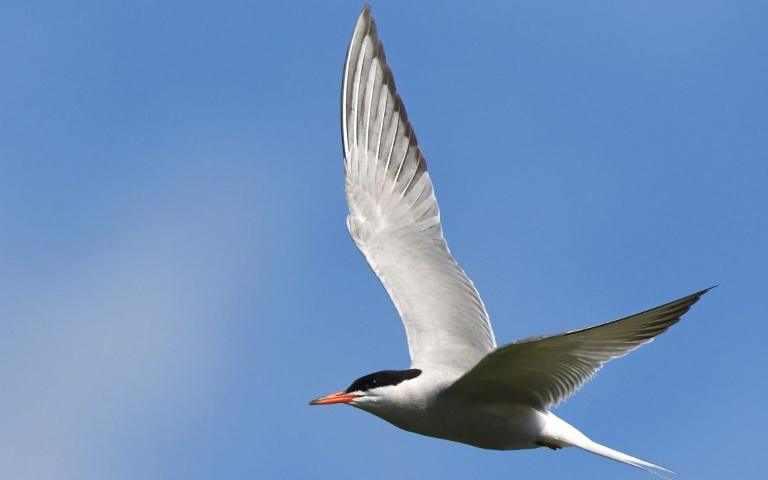 Fisktärna | Common Tern | Sterna hirundo
