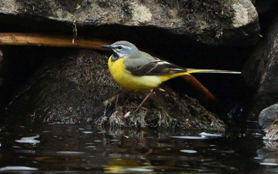 Forsärla | Grey Wagtail | Motacilla cinerea