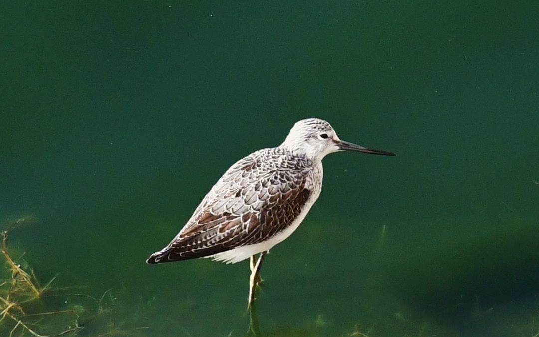 Gluttsnäppa | Common Greenshank | Tringa nebularia