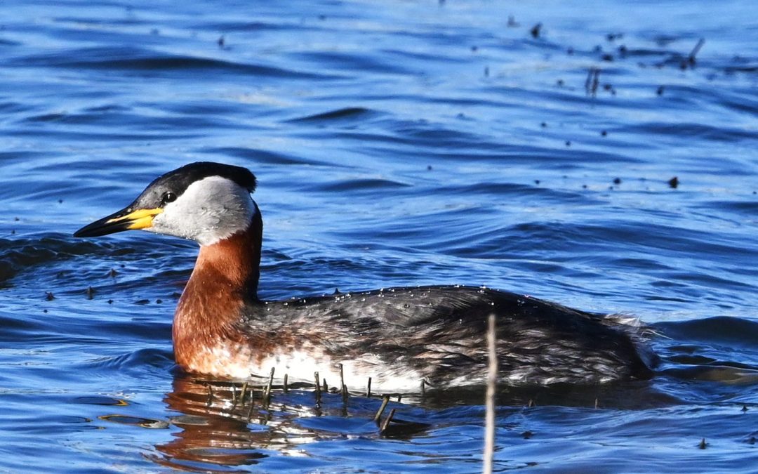 Gråhakedopping | Red-necked Grebe | Podiceps grisegena