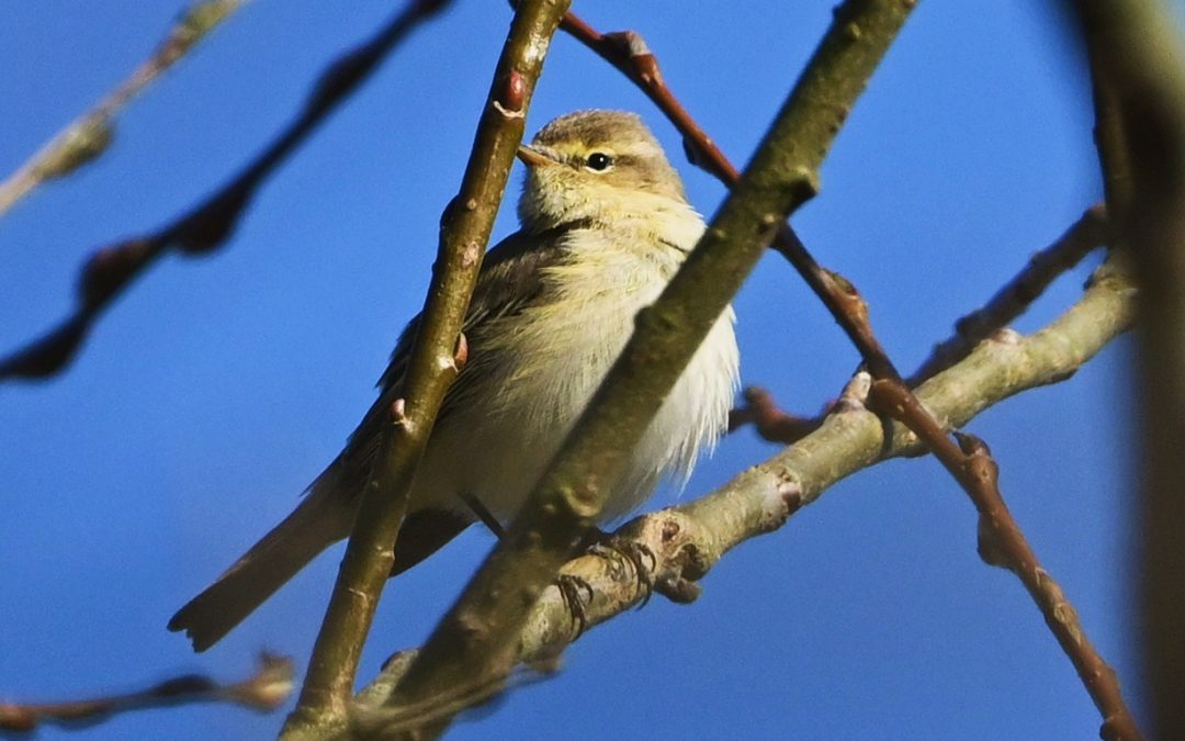Gransångare | Common Chiffchaff | Phylloscopus collybita
