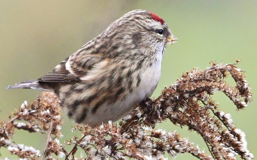 Gråsiska | Common Redpoll | Carduelis flammea