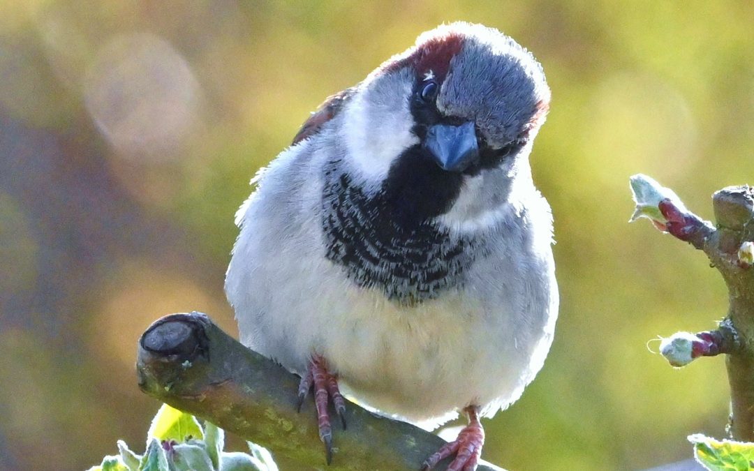 Gråsparv | House Sparrow | Passer domesticus