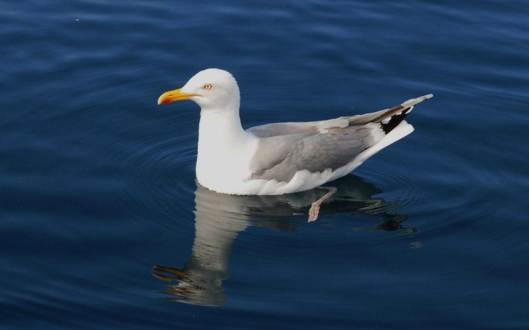 Gråtrut | European Herring Gull | Larus argentatus