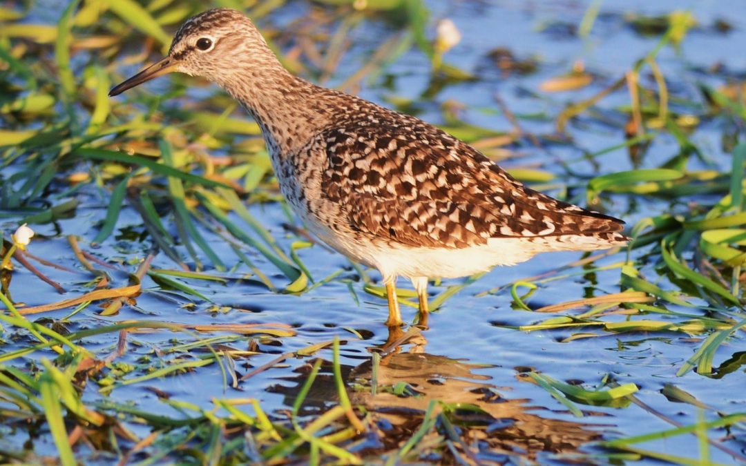 Grönbena | Wood Sandpiper | Tringa glareola