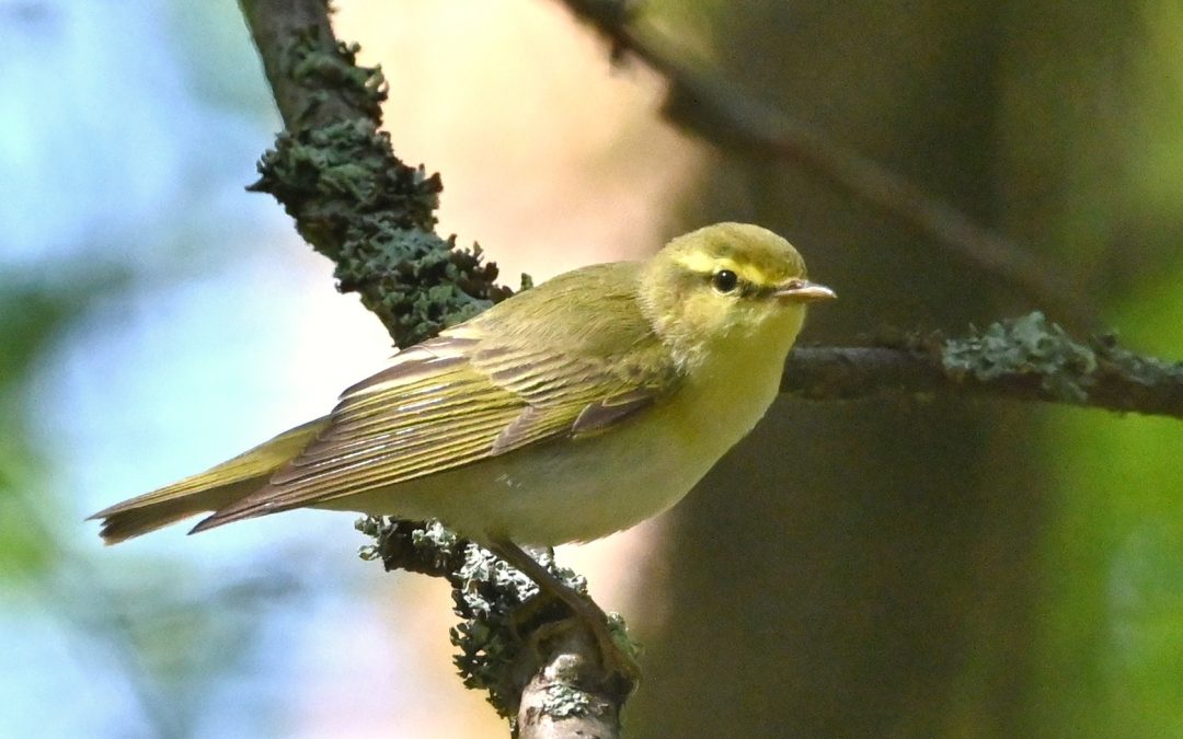 Grönsångare | Wood Warbler | Phylloscopus sibilatrix
