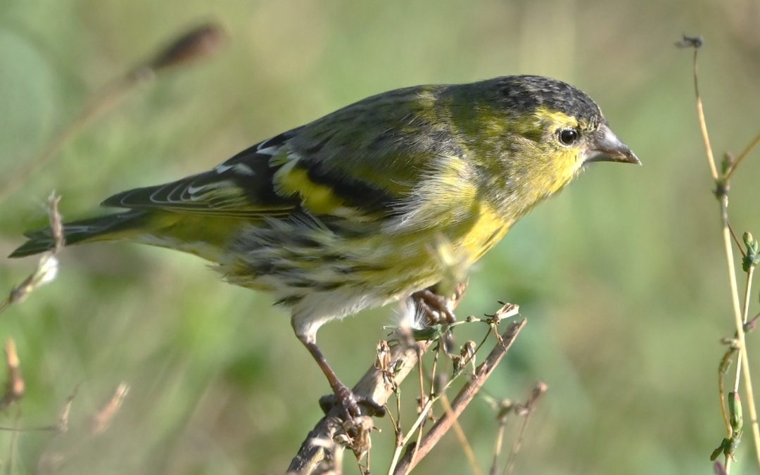 Grönsiska | Eurasian siskin | Carduelis spinus