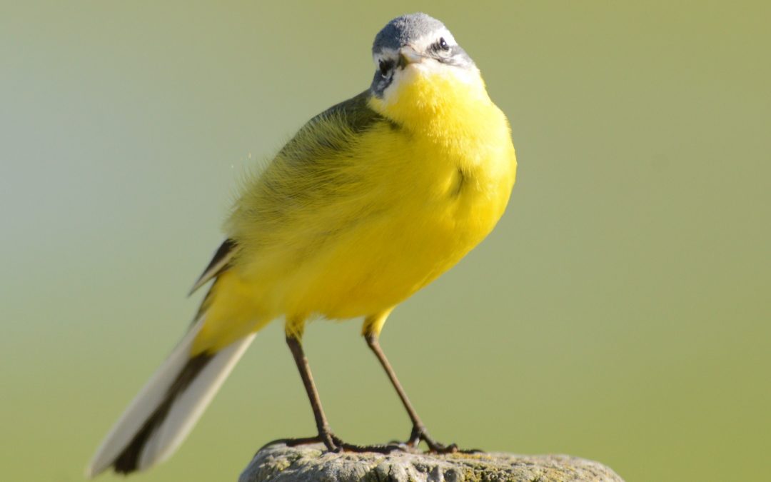 Gulärla | Yellow Wagtail | Motacilla flava