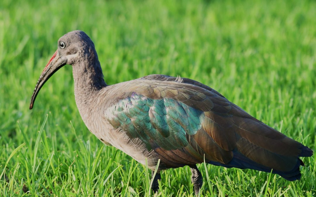 Hagedashibis | Hadeda Ibis | Bostrychia hagedash