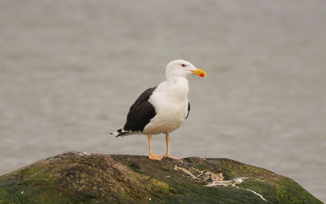 Havstrut | Great Black-backed Gull | Larus marinus