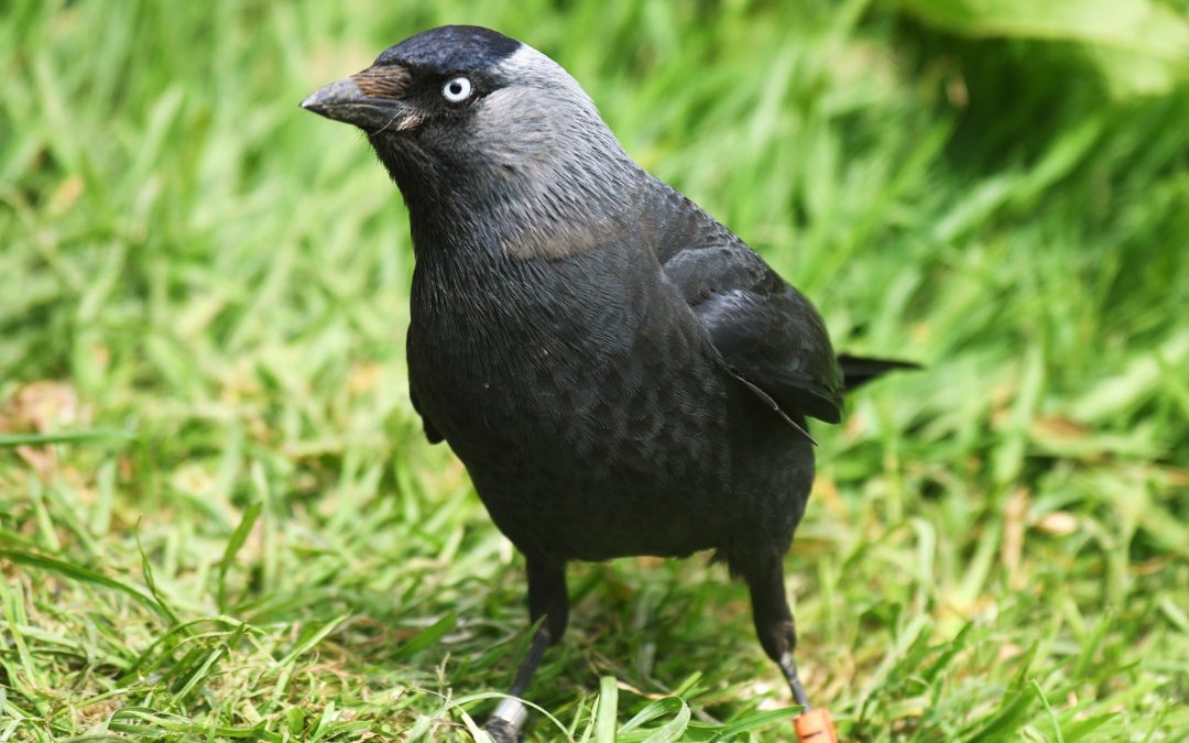 Kaja | Western Jackdaw | Corvus monedula