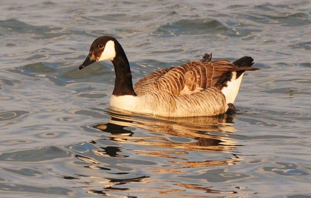 Kanadagås | Canada Goose | Branta Canadensis