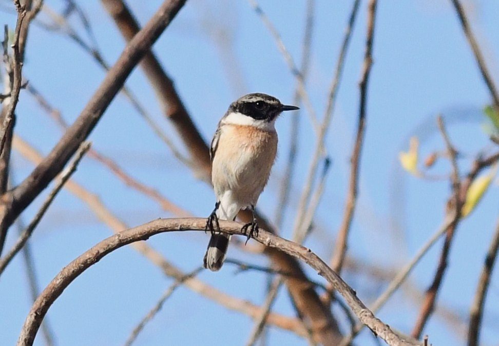 Kanariebuskskätta | Fuerteventura Stonechat | Saxicola dacotiae