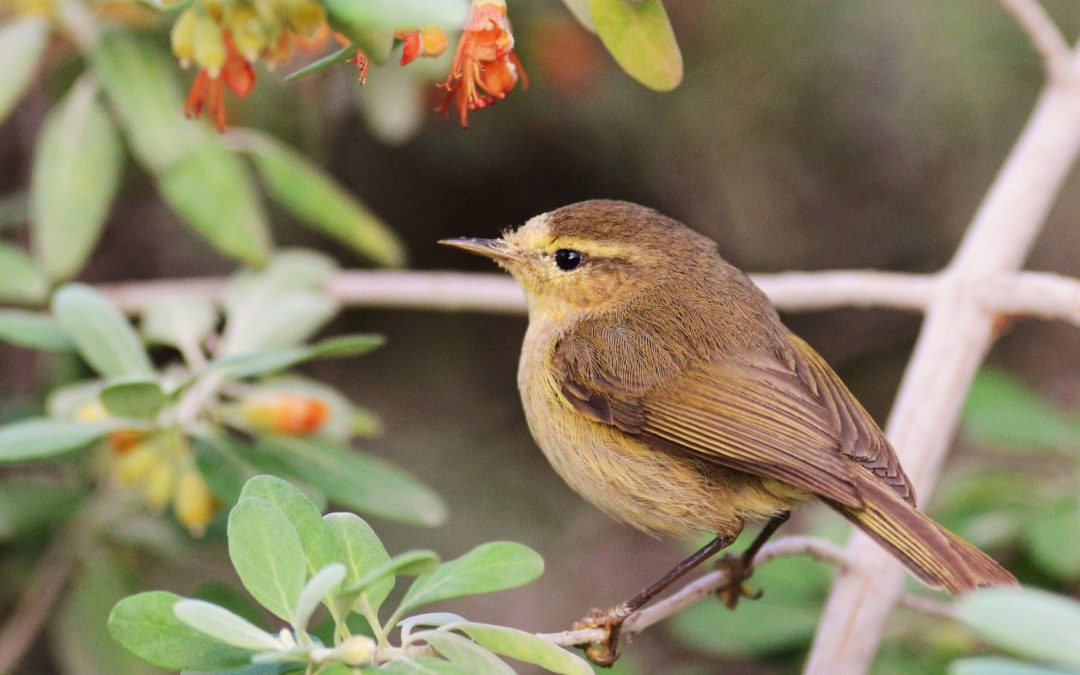 Kanariegransångare | Canary Islands Chiffchaff | Phylloscopus canariensis