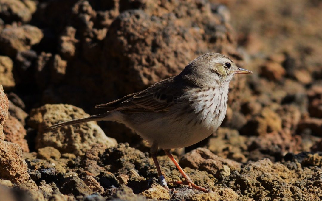 Kanariepiplärka | Berthelot´s Pipit | Anthus berthelotii