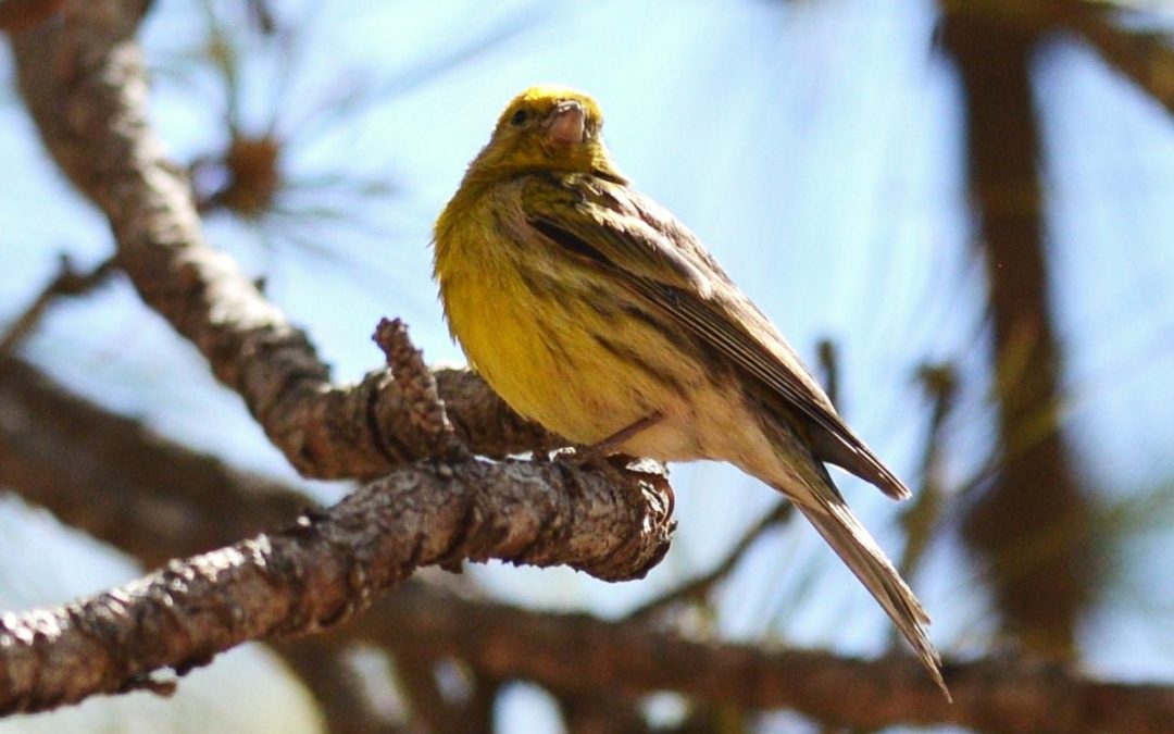 Kanariesiska | Atlantic Canary | Serinus canaria