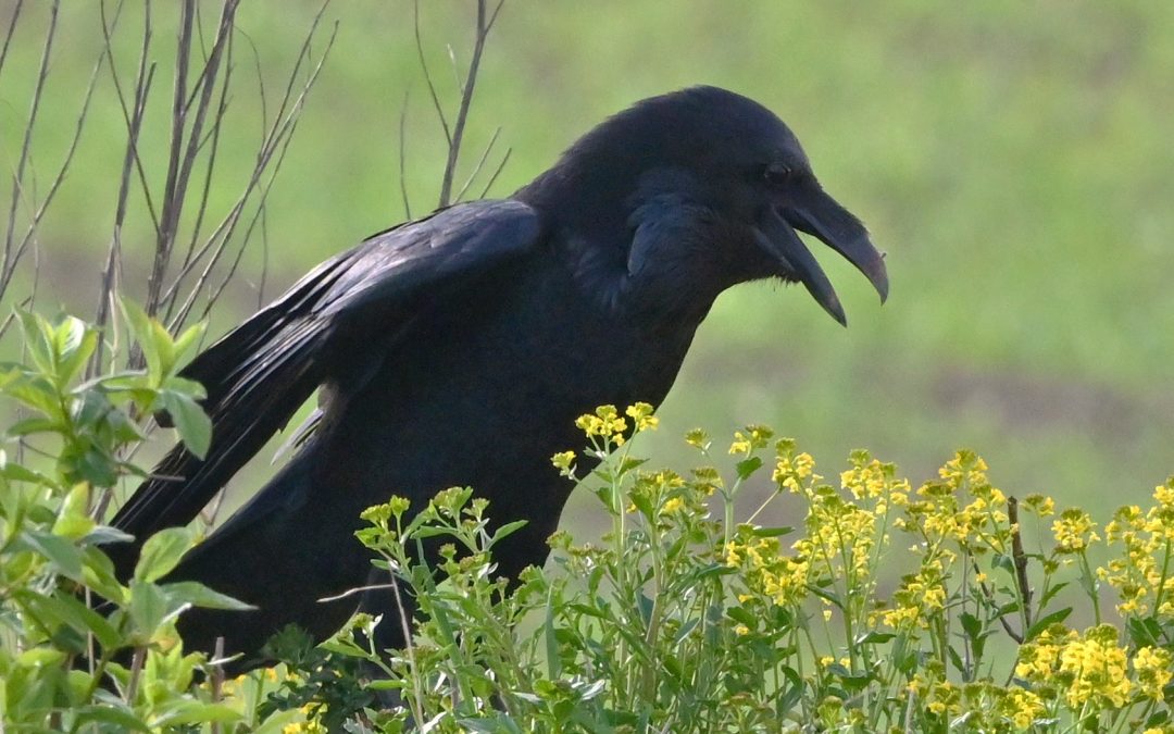 Korp | Common Raven | Corvus corax