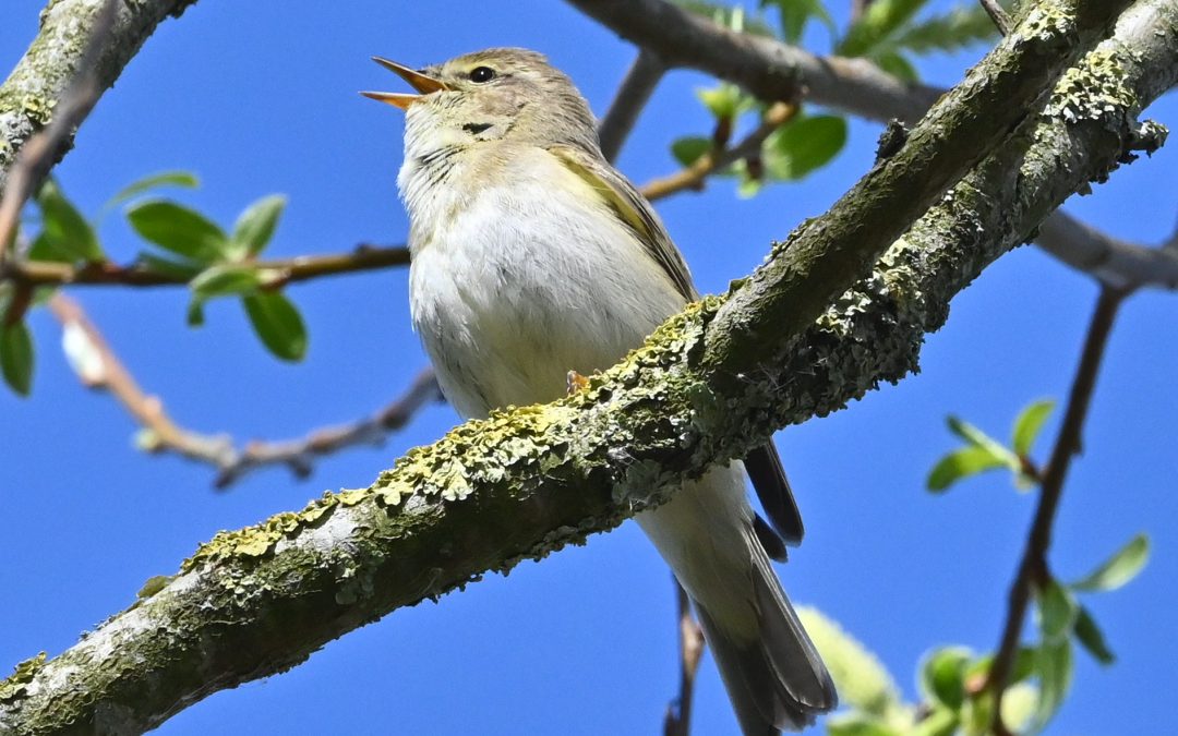 Lövsångare | Willow Warbler | Phylloscopus trochilus