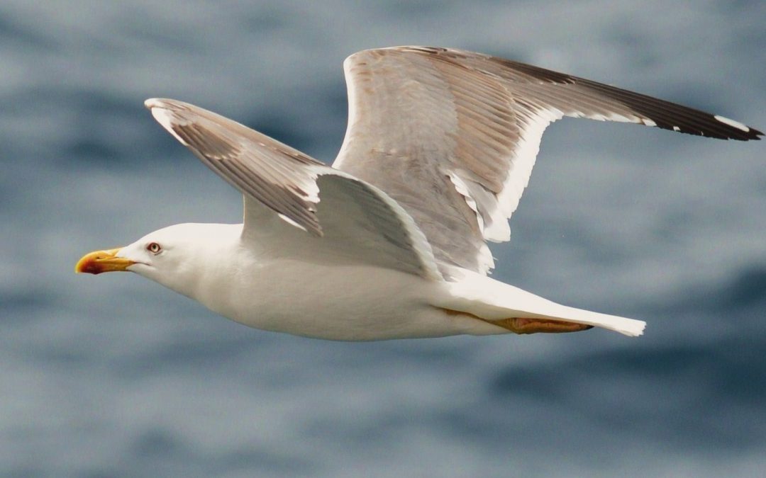 Medelhavstrut | Yellow-legged Gull | Larus michahellis