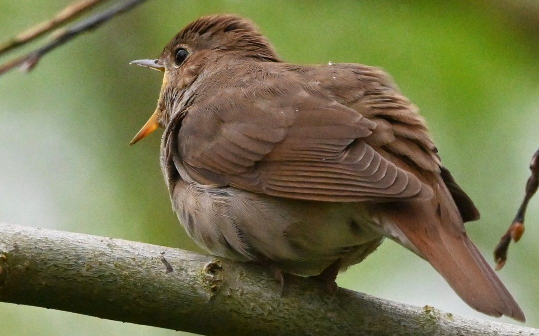 Näktergal | Thrush Nightingale | Luscinia luscinia