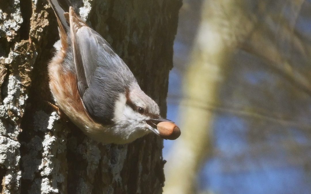 Nötväcka | Eurasian Nuthatch | Sitta europaea