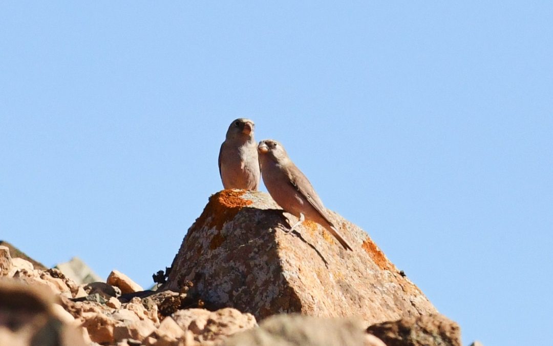 Ökentrumpetare | Trumpeter Finch | Bucanetes githagineus