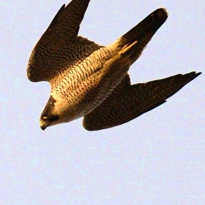 Pilgrimsfalk | Peregrine Falcon | Falco peregrinus