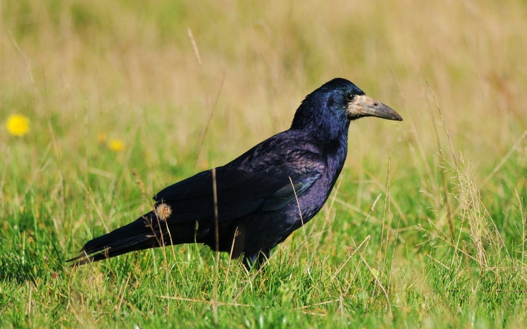 Råka | Rook | Corvus frugilegus