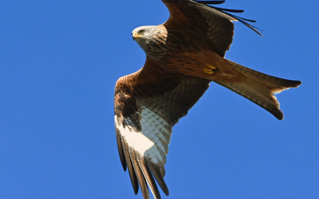 Röd glada | Red Kite | Milvus milvus