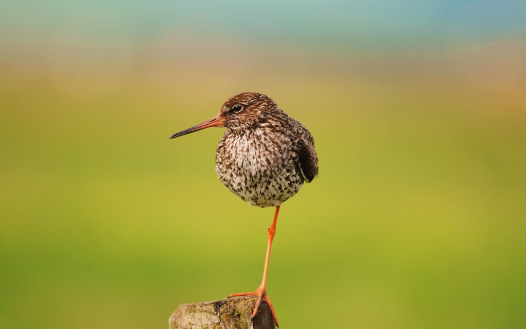 Rödbena | Common Redshank | Tringa totanus