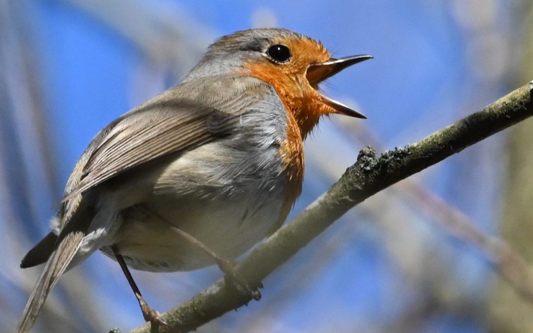 Rödhake | European Robin | Erithacus rubecula