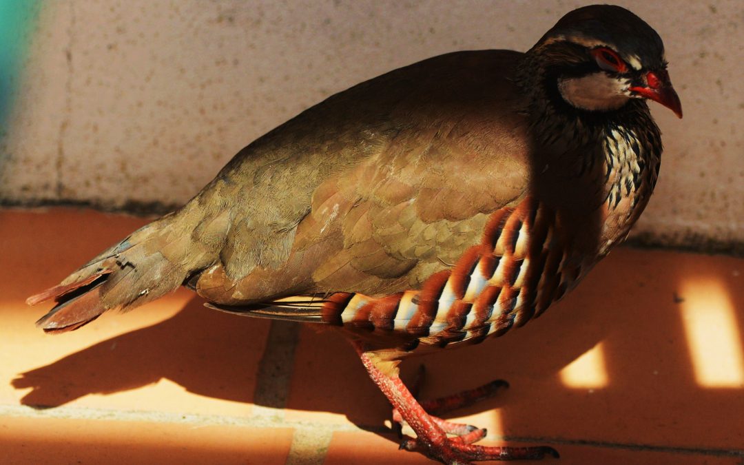 Rödhöna | Red-legged Partridge | Alectoris rufa