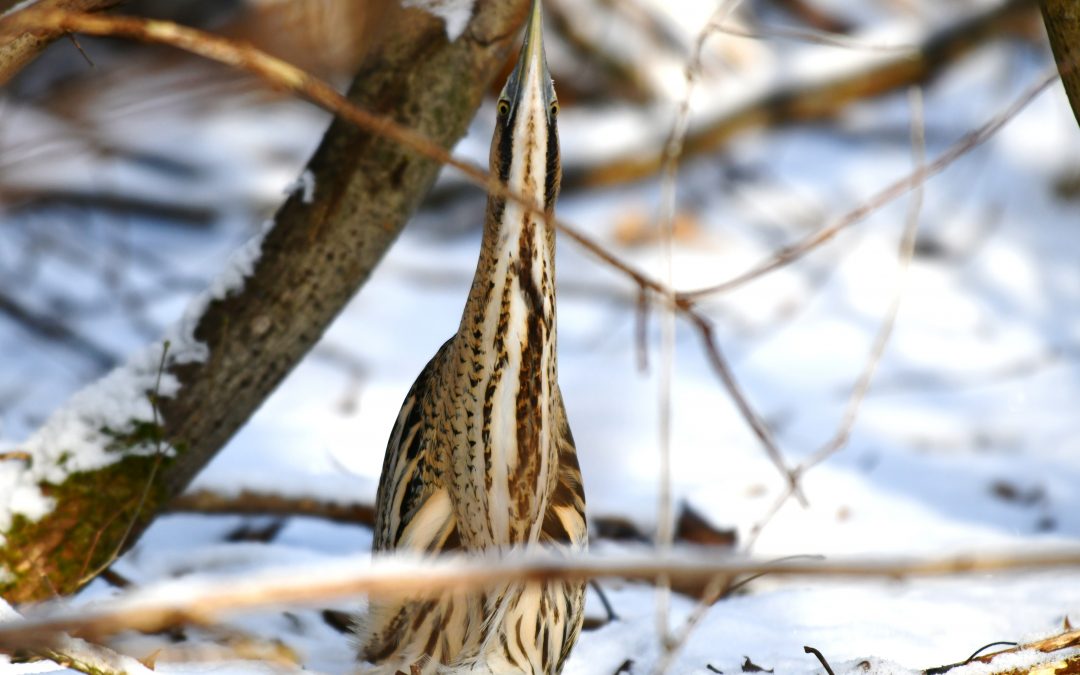 Rördrom | Great Bittern | Botaurus stellaris