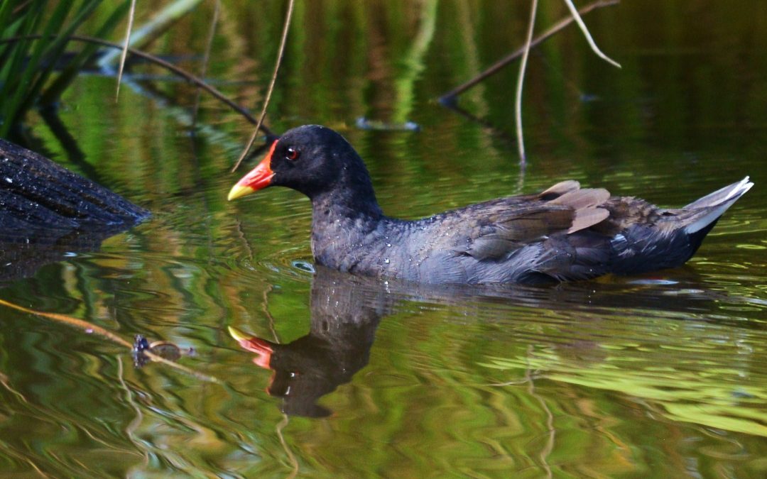 Rörhöna | Common Moorhen | Gallinula chloropus
