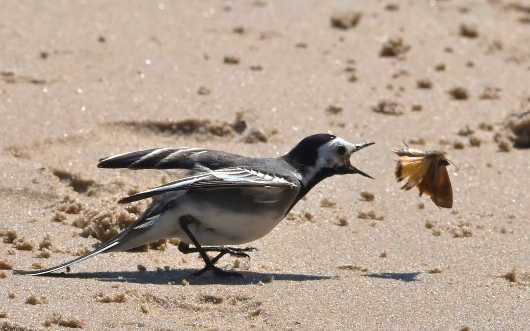 Sädesärla | White Pied Wagtail | Motacilla alba