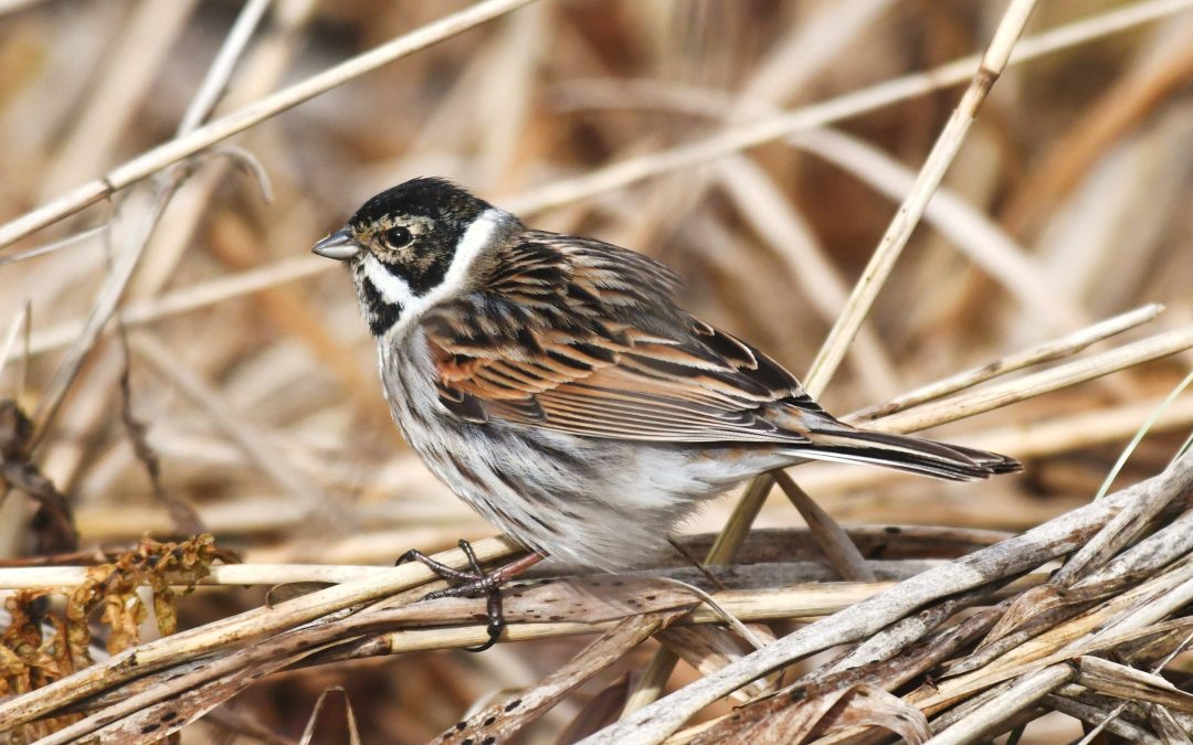 Sävsparv | Common Reed Bunting | Emberiza schoeniclus